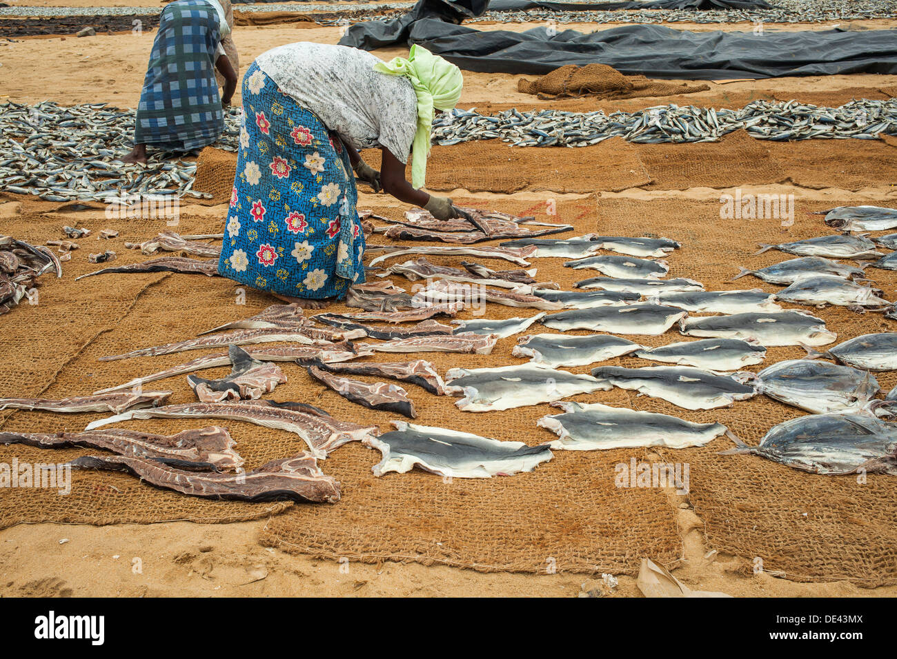 Placer les femmes poissons à sécher au soleil sur la plage de Negombo Banque D'Images