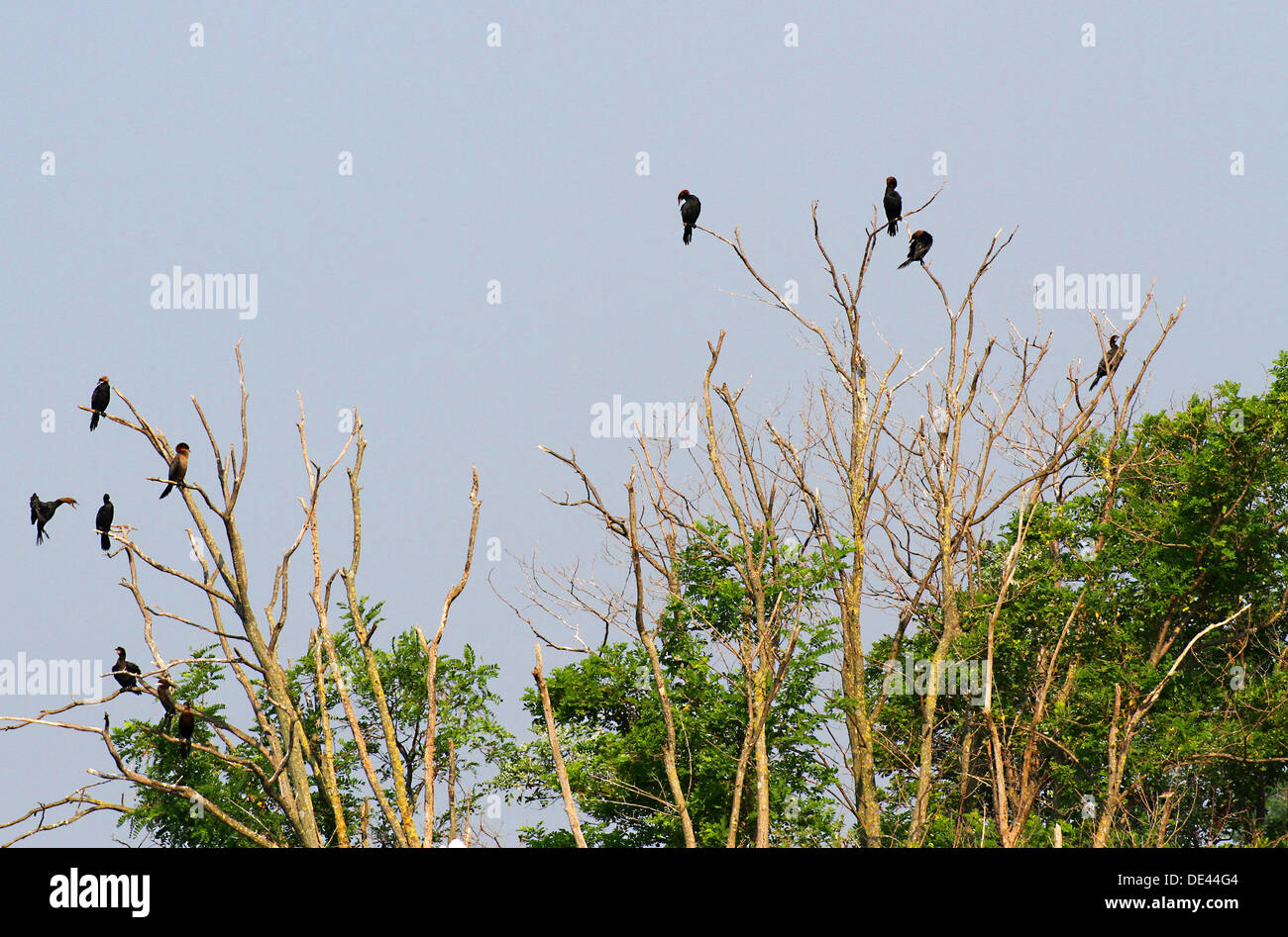 Les vautours et les corbeaux noirs dans l'île inhabitée qu'un présage de mort Banque D'Images