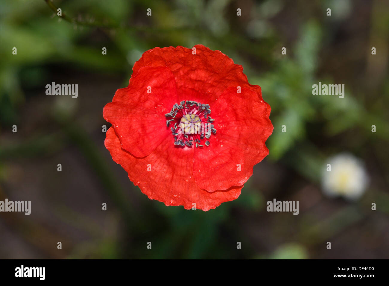 La fleur rouge d'une Papaver, un coquelicot, aussi appelé rose, champ de pavot à opium, Flandre, Pavot Rouge, Rouge Coquelicot, mauvaises herbes Banque D'Images