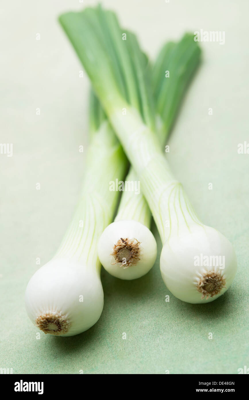 Un frais, sain, délicieux et appétissants bande d'oignons salade posée sur un fond de bois vert texturé Banque D'Images