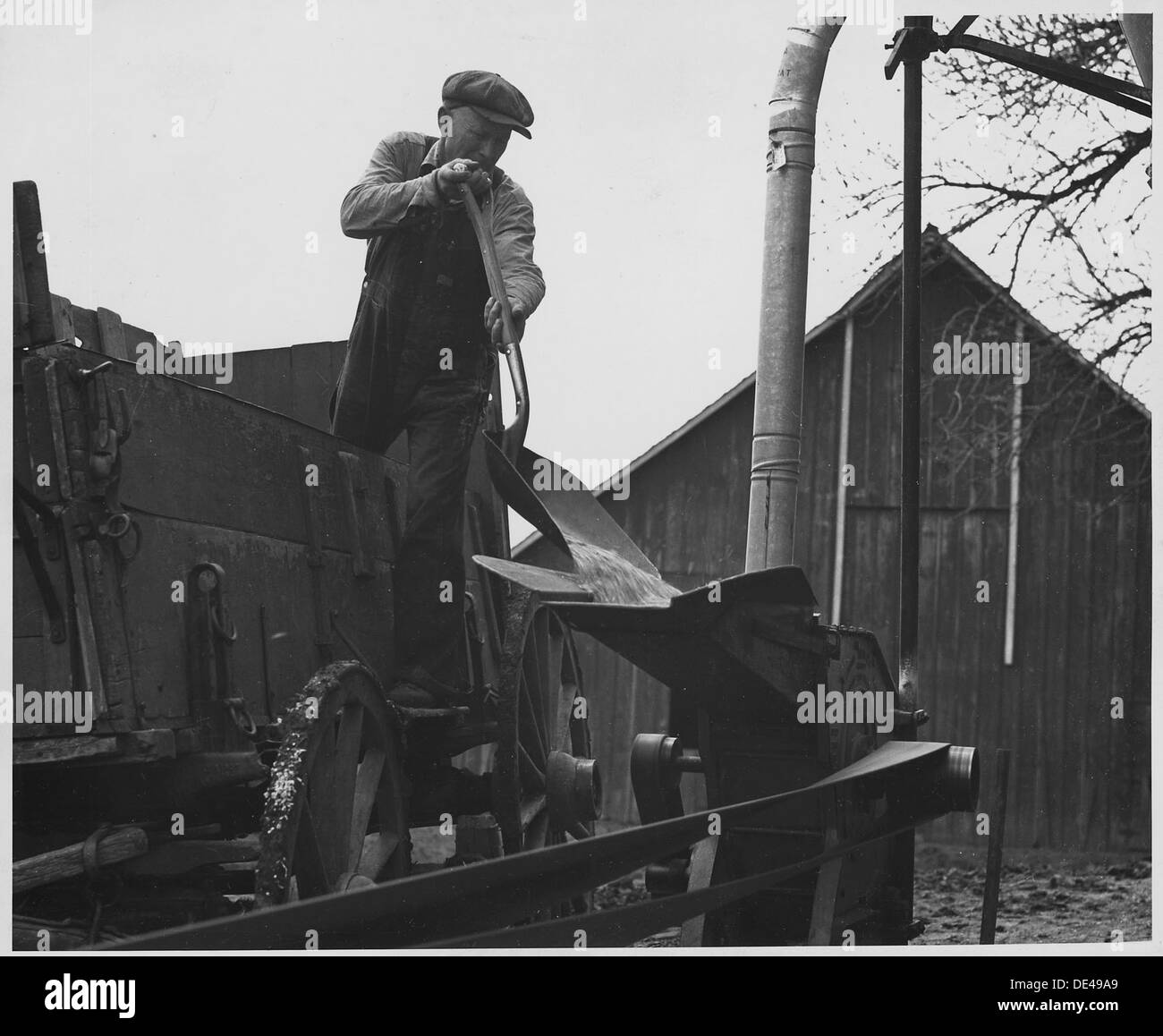 Dans le comté de Shelby, Iowa, une description détaillée est donnée d'une opération de broyage d'aliments à domicile. Le broyeur, une machine efficace nouvellement introduite, est utilisé pour broyer les aliments pour animaux sur la ferme. Banque D'Images