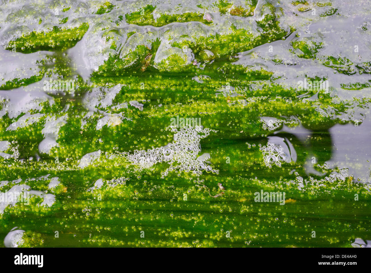 Jusqu'AClose de prolifération des algues dans l'écosystème de la rivière d'eau douce montrant des bulles de gaz de l'oxygène produit par la photosynthèse, Pays de Galles, Royaume-Uni. Banque D'Images