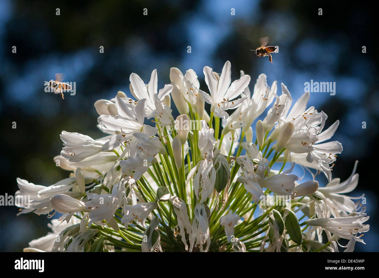 Deux abeilles survolant une fleur de prendre le soleil de l'été Banque D'Images