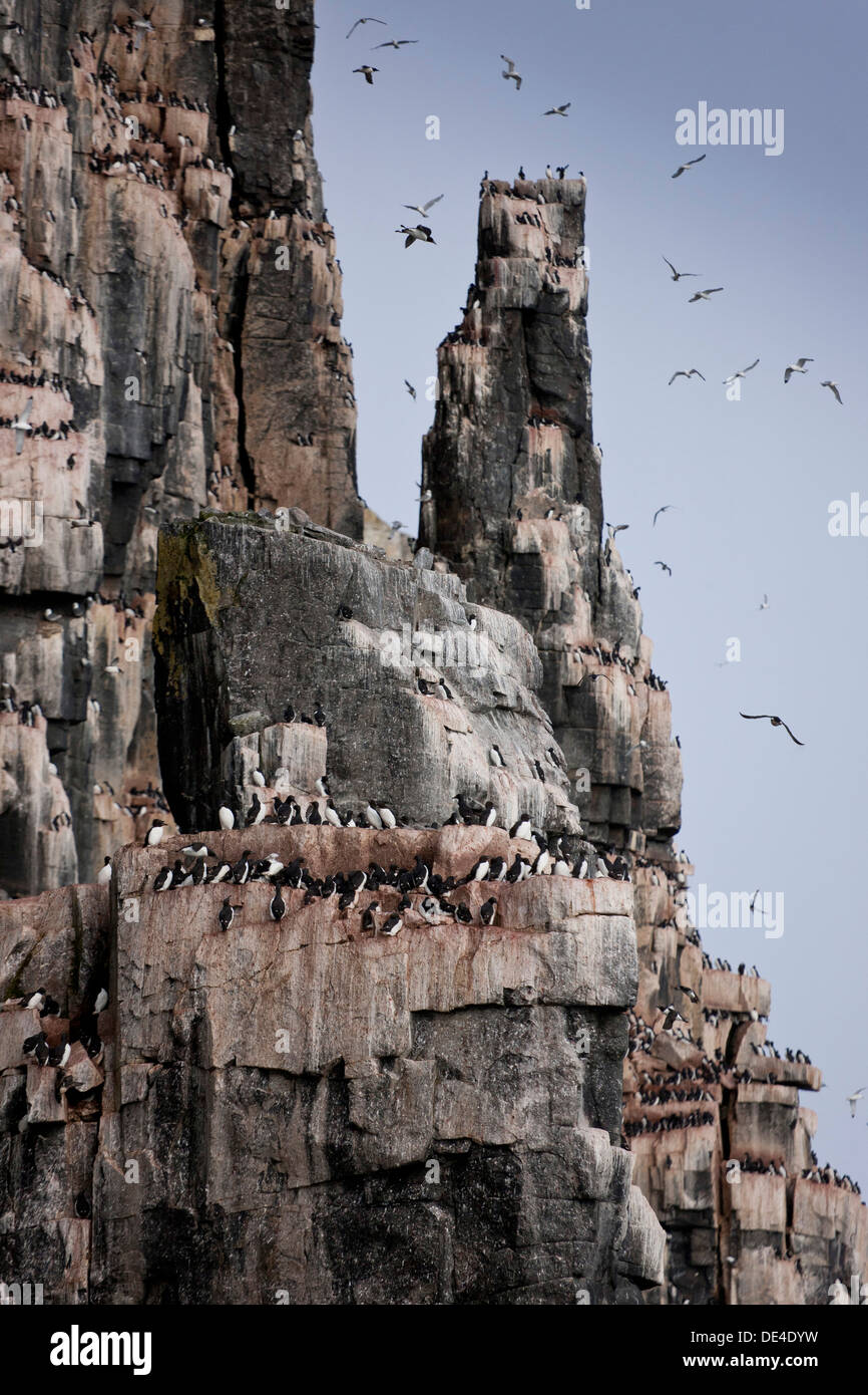 Guillemot de Brünnich (Uria lomvia) sur Alkefjellet, falaises d'oiseaux de l'île de Spitsbergen, Svalbard, Norvège Banque D'Images