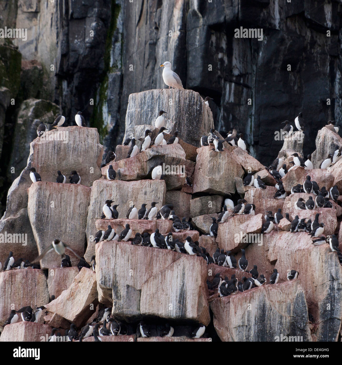 Guillemot de Brünnich (Uria lomvia) sur Alkefjellet, falaises d'oiseaux de l'île de Spitsbergen, Svalbard, Norvège Banque D'Images