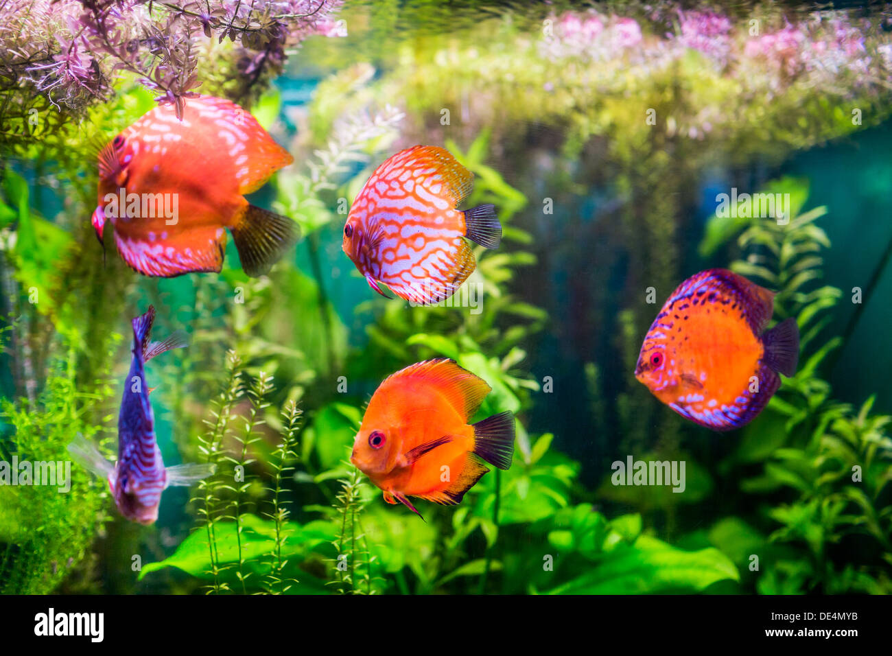 Symphysodon discus dans un aquarium sur un fond vert Banque D'Images