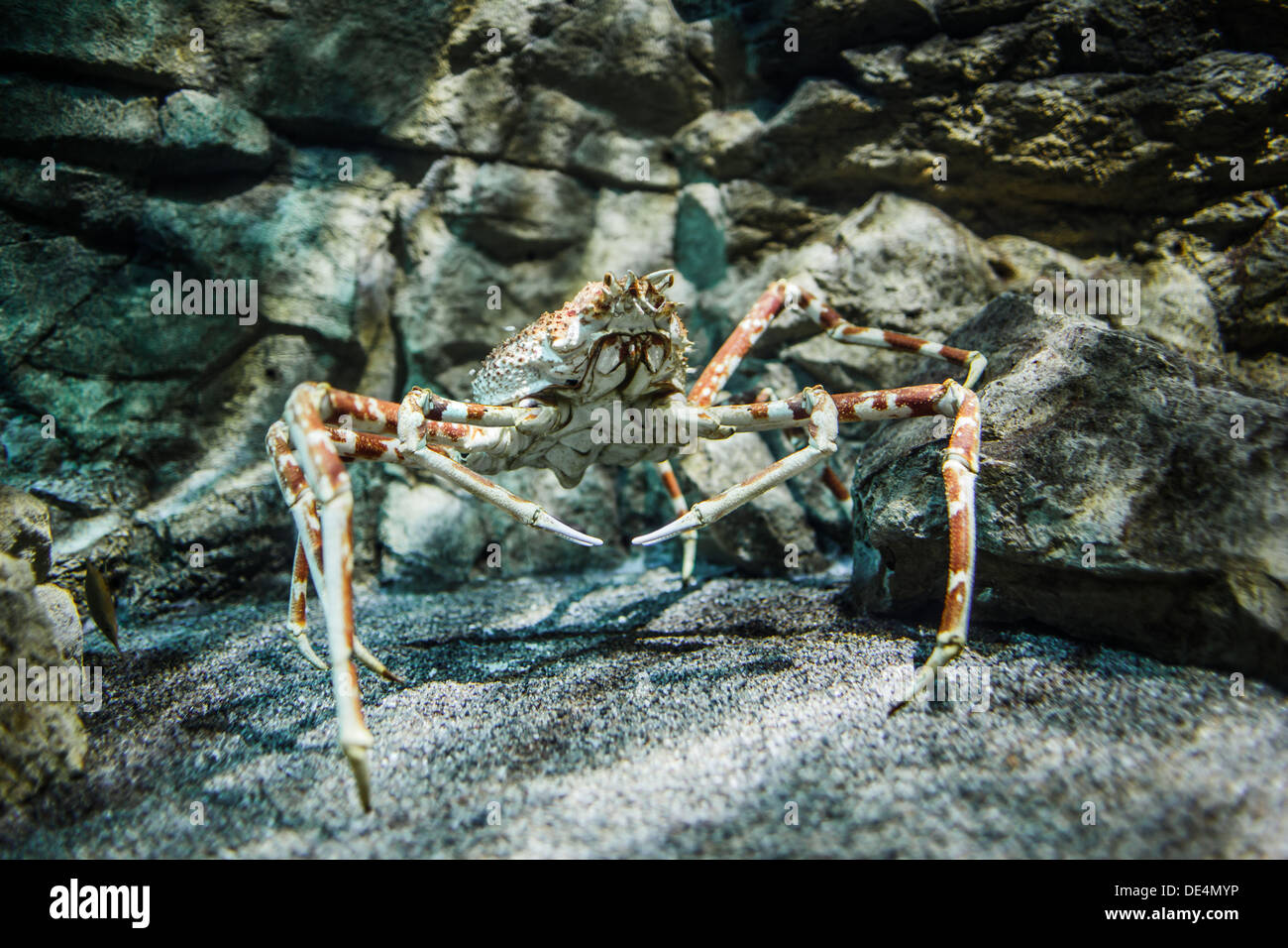 Crabe araignée géant japonais (Macrocheira kaempferi)- Banque D'Images