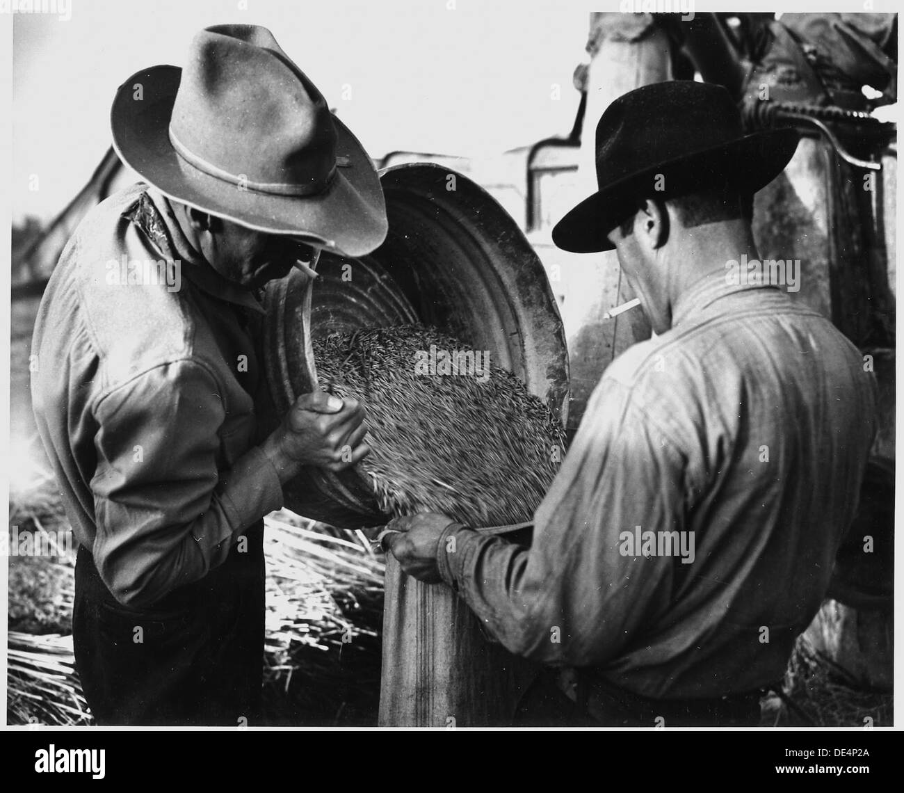 Comté de Taos, Nouveau Mexique. Battage du blé par machine, Canyon. L'utilisation des coûts des machines de battage renter . . 521891 Banque D'Images