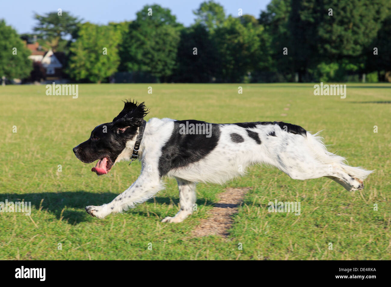 Un noir et blanc de race English Springer Spaniel chien courir vite à la poursuite d'un ballon à l'extérieur seul dans un parc. En Angleterre, Royaume-Uni, Angleterre Banque D'Images