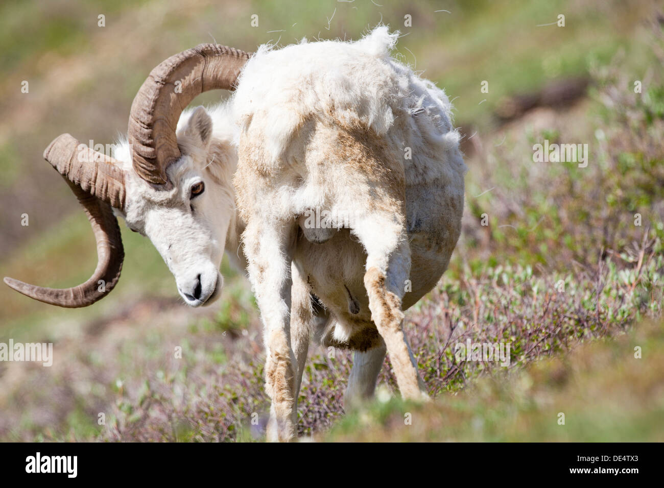 Dall - Ovis dalli dalli -, Denali National Park et préserver, Alaska, États-Unis d'Amérique Banque D'Images