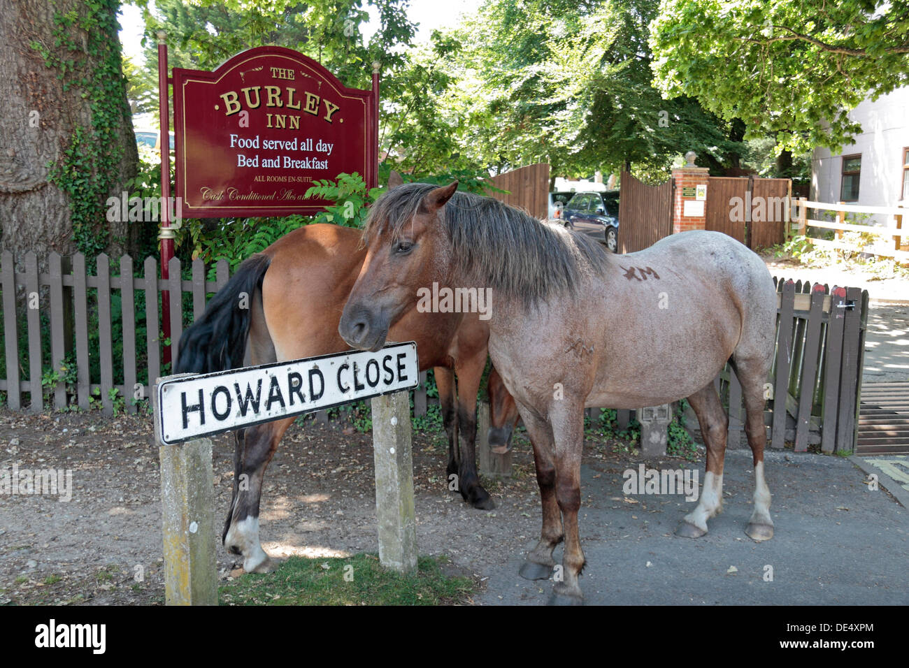 Une paire de poneys New Forest flâner dans le centre du village de Burley, New Forest, Hampshire, Royaume-Uni. Banque D'Images