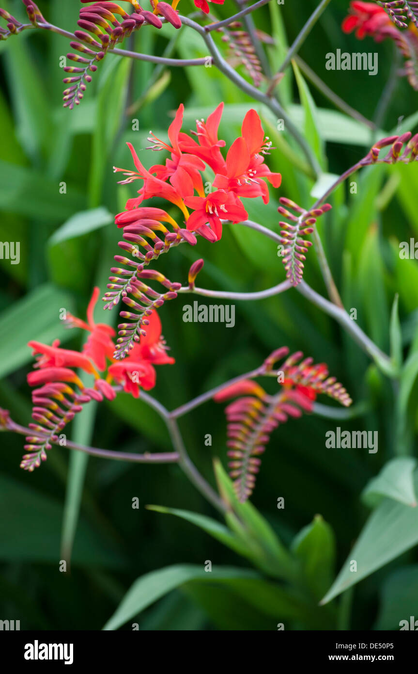 CROCOSMIA LUCIFER Banque D'Images