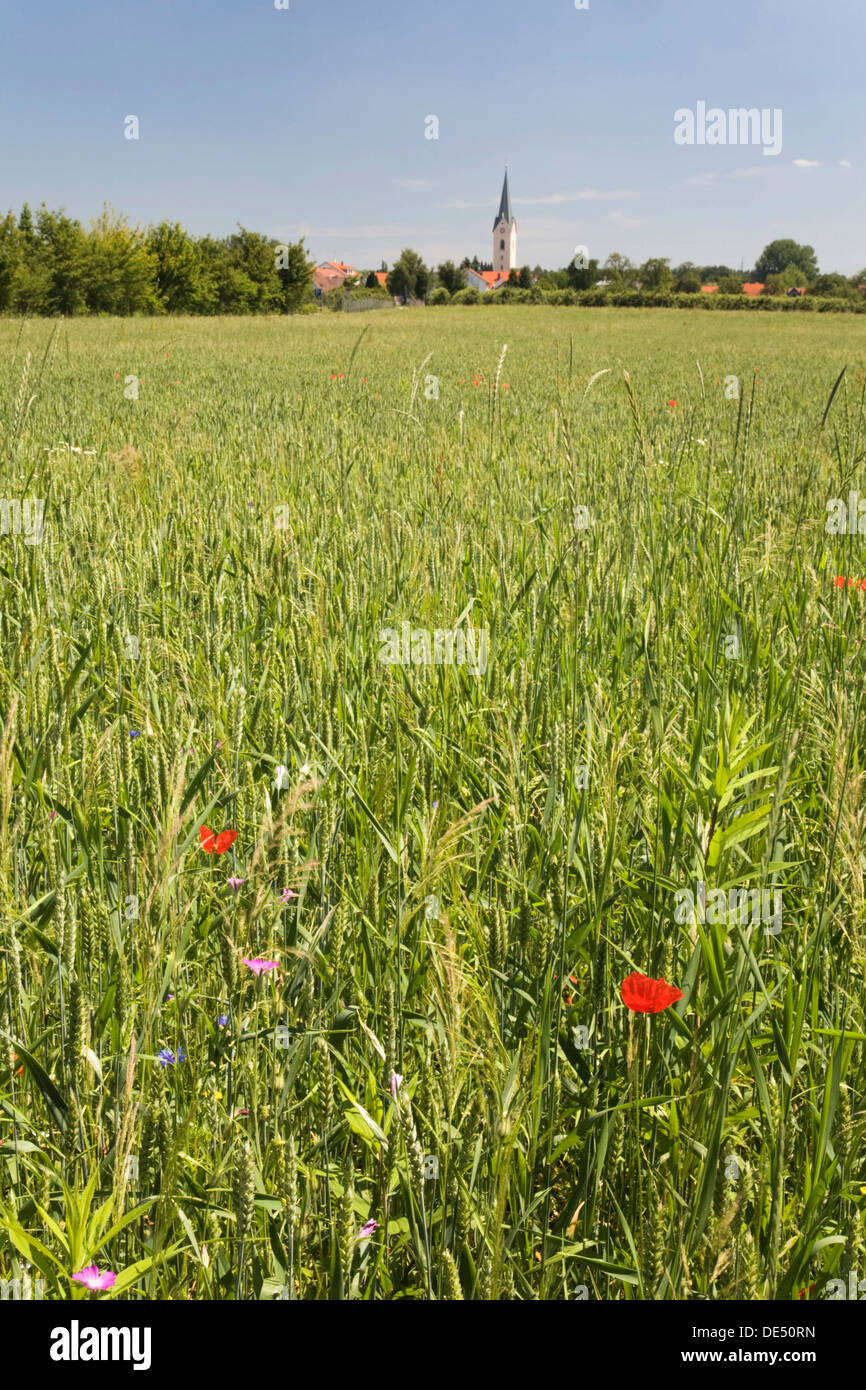 Eriskircher Ried marais, avec le village d'Eriskirch au dos, le lac de Constance district, Bade-Wurtemberg Banque D'Images