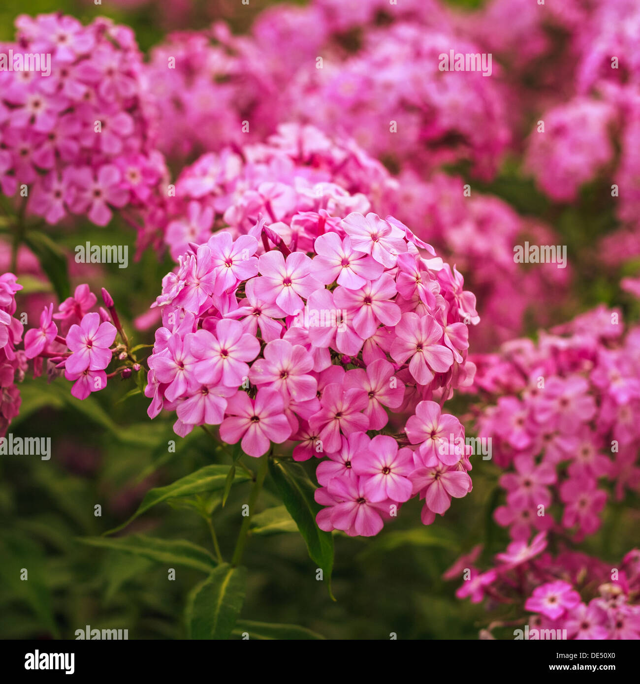 Vue rapprochée de la fleur Phlox Banque D'Images