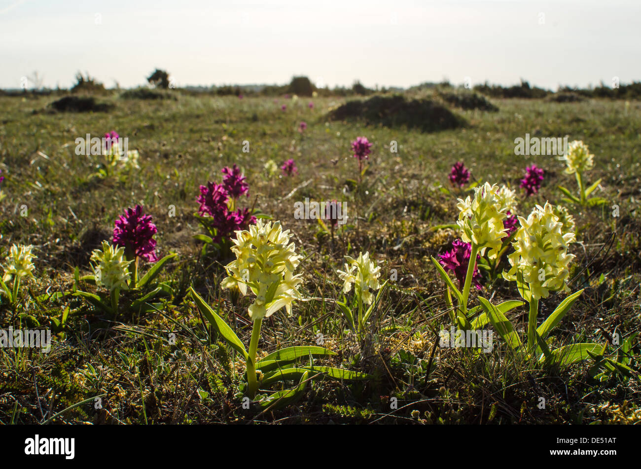 Jaune et violet des orchidées sauvages au printemps à la grande plaine de l'Alvar sur l'île de Oland en Suède. Banque D'Images