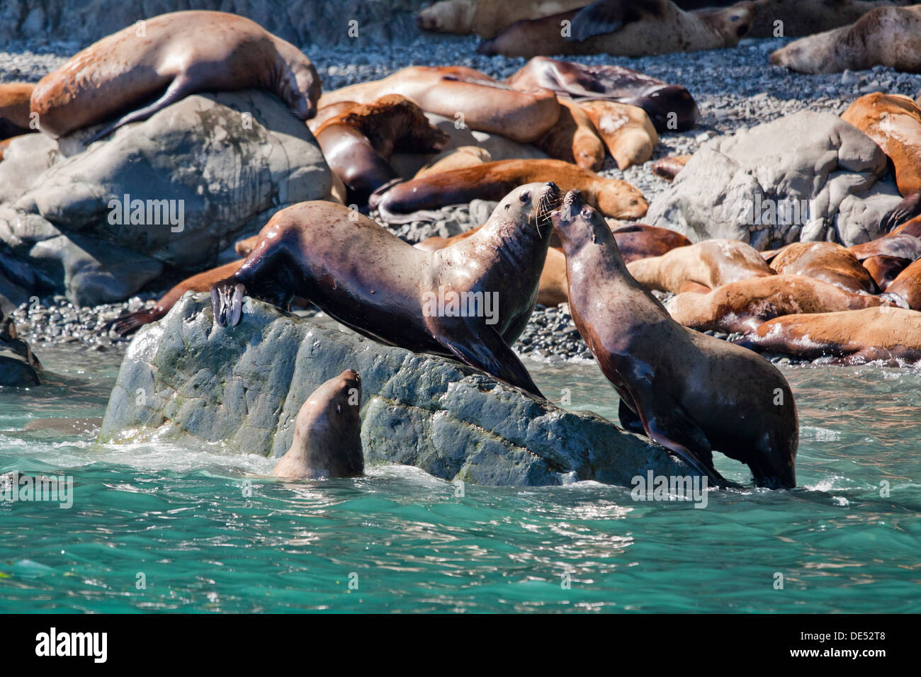 Colonie de lions de mer à Prince William Sound, Alaska, États-Unis d'Amérique Banque D'Images