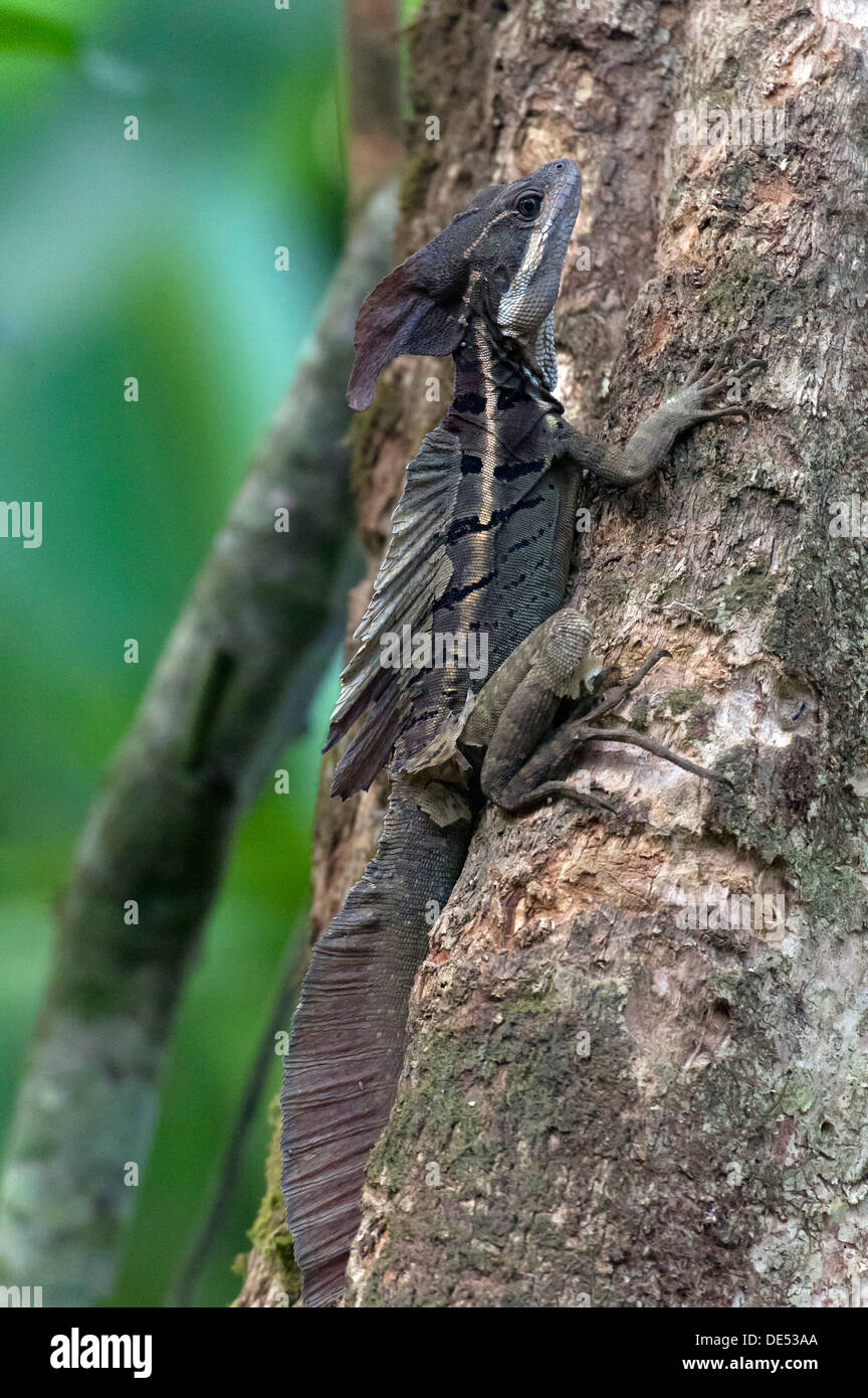 Brown Basilisk Basilisk ou à rayures (Basiliscus vittatus), Sierpe, province de Puntarenas, Costa Rica, Amérique Centrale Banque D'Images