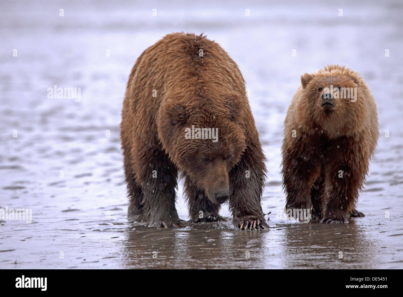 Famille (mère avec oursons) de grizzly ours bruns (Ursus arctos -, le lac Clark National Park, Alaska, États-Unis d'Amérique Banque D'Images