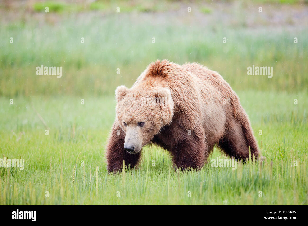 Grizzly mâle ours brun - Ursus arctos -, le lac Clark National Park, Alaska, États-Unis d'Amérique Banque D'Images