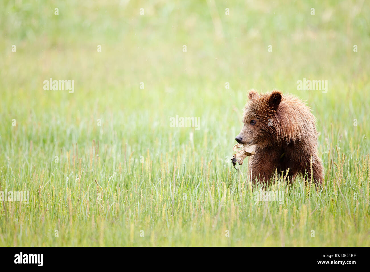 Grizzly Ours brun - Ursus arctos -, Lake Clark National Park, Alaska, États-Unis d'Amérique Banque D'Images