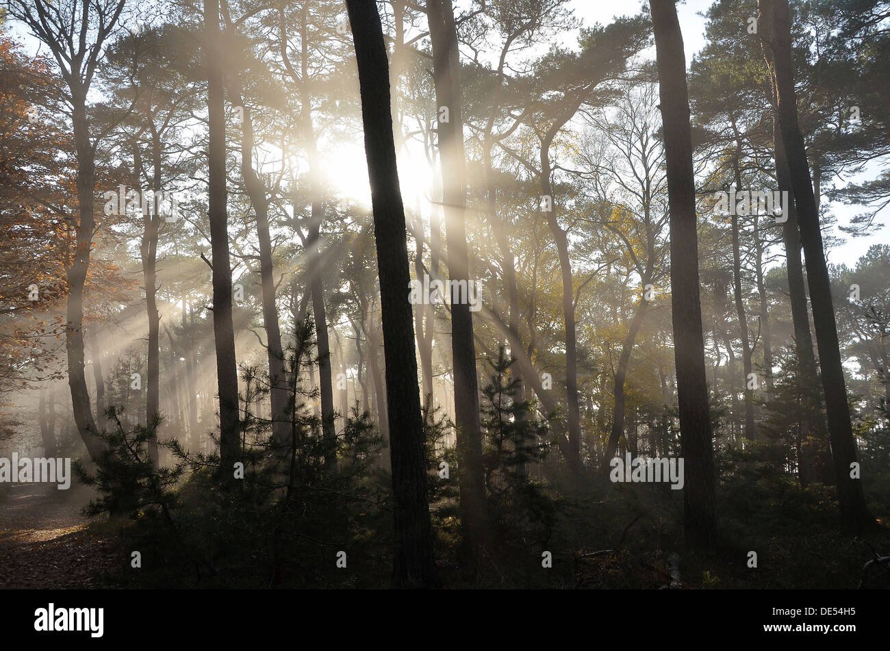 Automne forêt brumeuse, rétroéclairé, de chênes et de pins, Weinbiet, Neustadt an der Weinstraße, Bade-Wurtemberg, Allemagne Banque D'Images