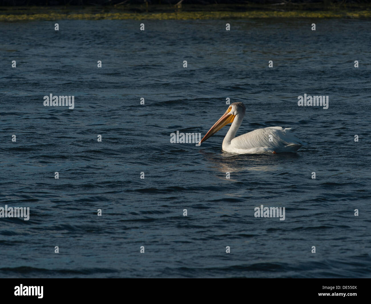 Un pélican blanc (Pelecanus erythrorhynchos) à Saint Vrain State Park, Colorado Banque D'Images