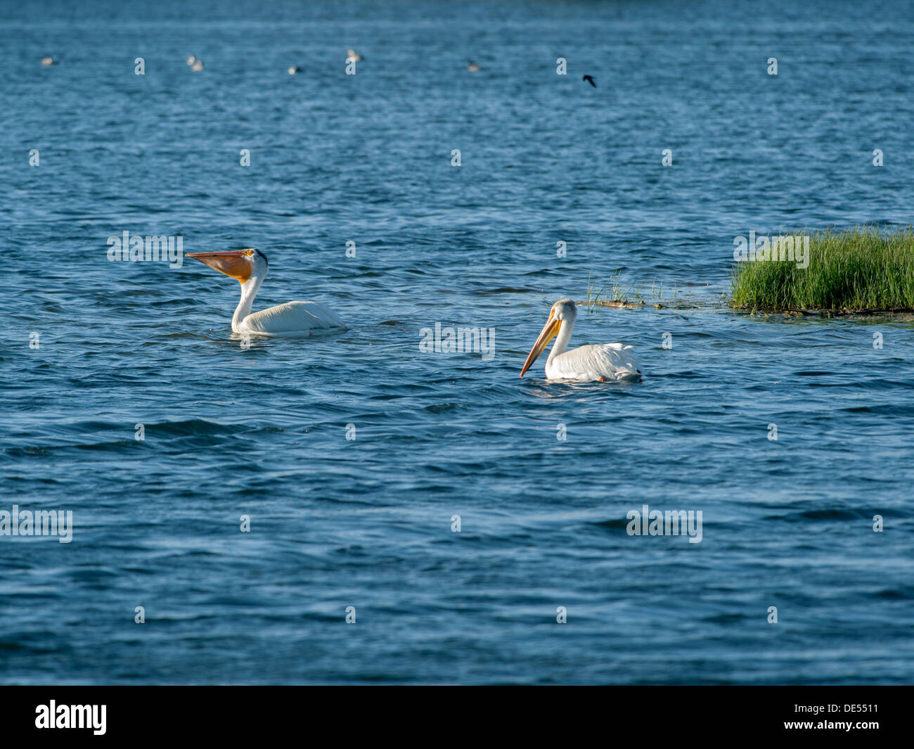 Une paire de pélicans blancs (Pelecanus erythrorhynchos) attraper un peu de dîner au Colorado's St. Vrain State Park Banque D'Images