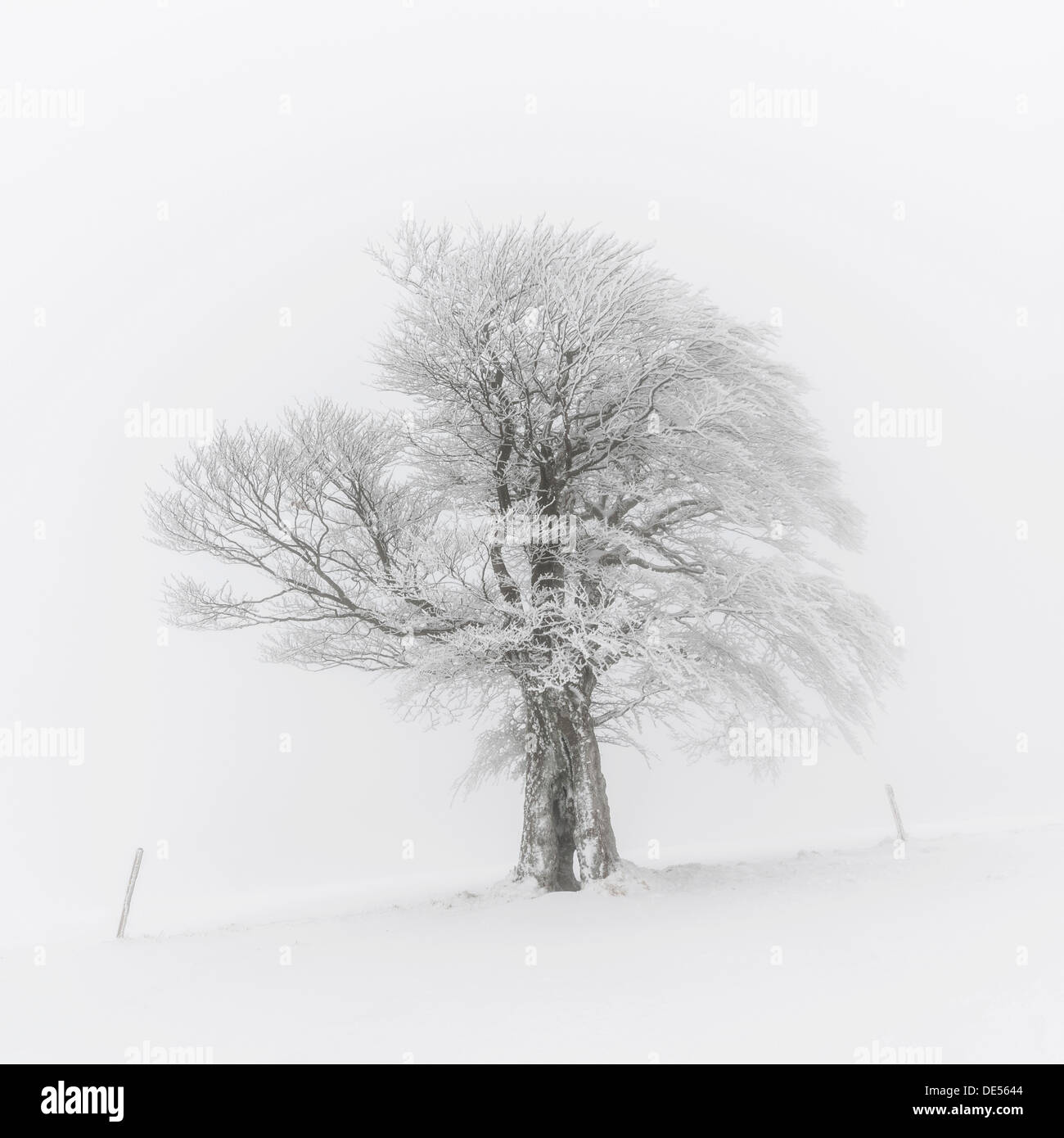 Hêtre européen (Fagus sylvatica), le vent-hêtre courbé sur la montagne Schauinsland en hiver, Breisgau, Schwarzwald, Baden-Württemberg Banque D'Images