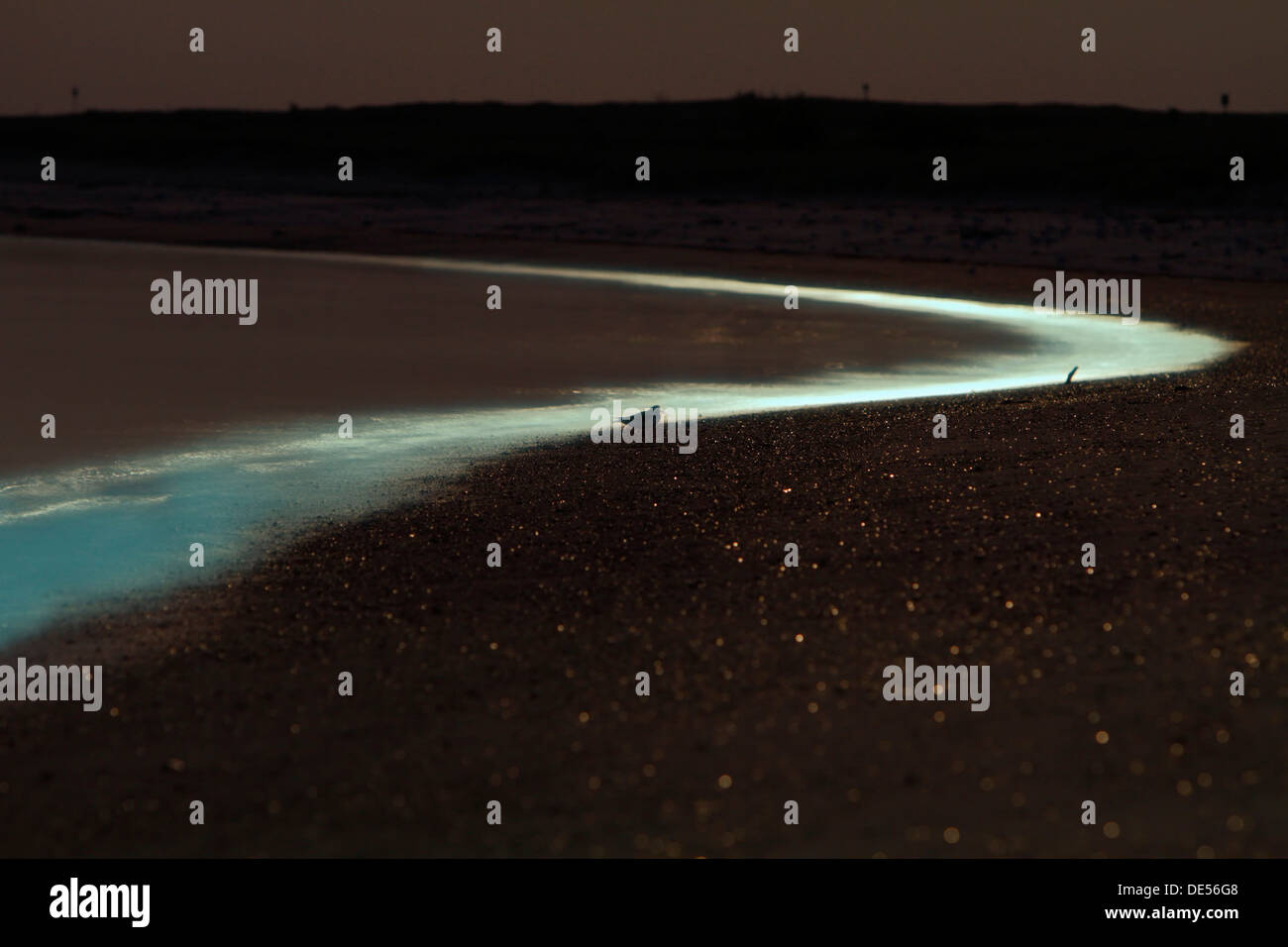 La lumière de la pleine lune sur la plage, mer bioluminescence, Sparkle (Noctiluca scintillans), Minsener Oog, îles de la Frise orientale, Banque D'Images