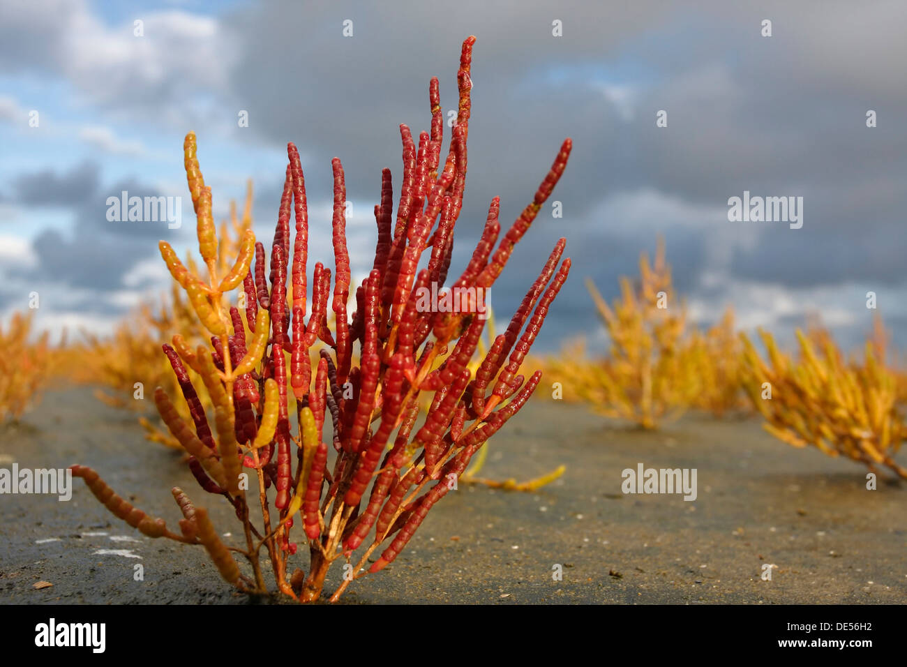 Salicornes ou salicorne (Salicornia europaea) dans une vasière, marais salé, couleurs d'automne, Minsener Oog, îles de la Frise orientale, Banque D'Images