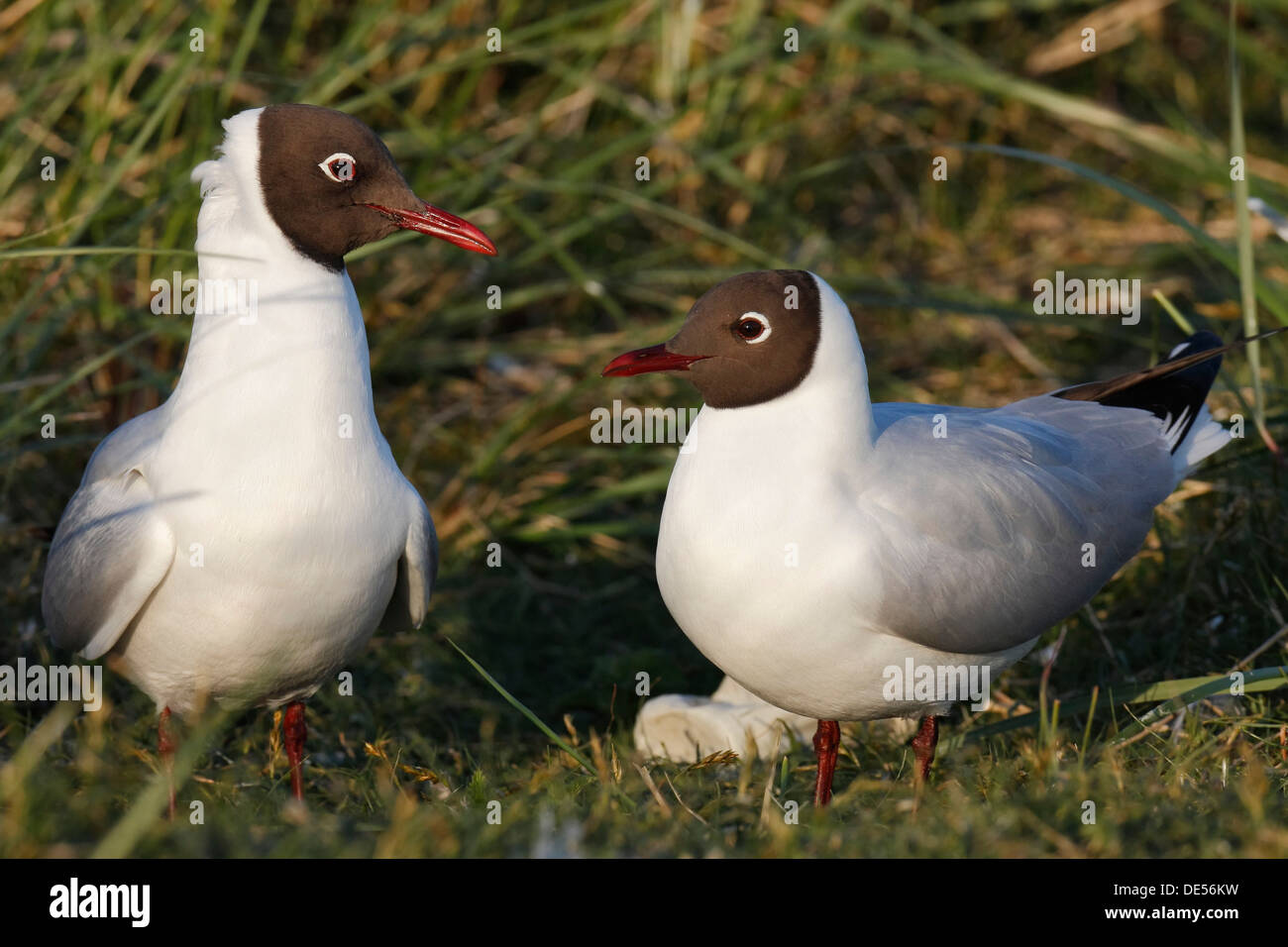 Deux mouettes à tête noire (Chroicocephalus ridibundus, anciennement Larus ridibundus), îles de la Frise orientale, Frise orientale, Basse-Saxe Banque D'Images