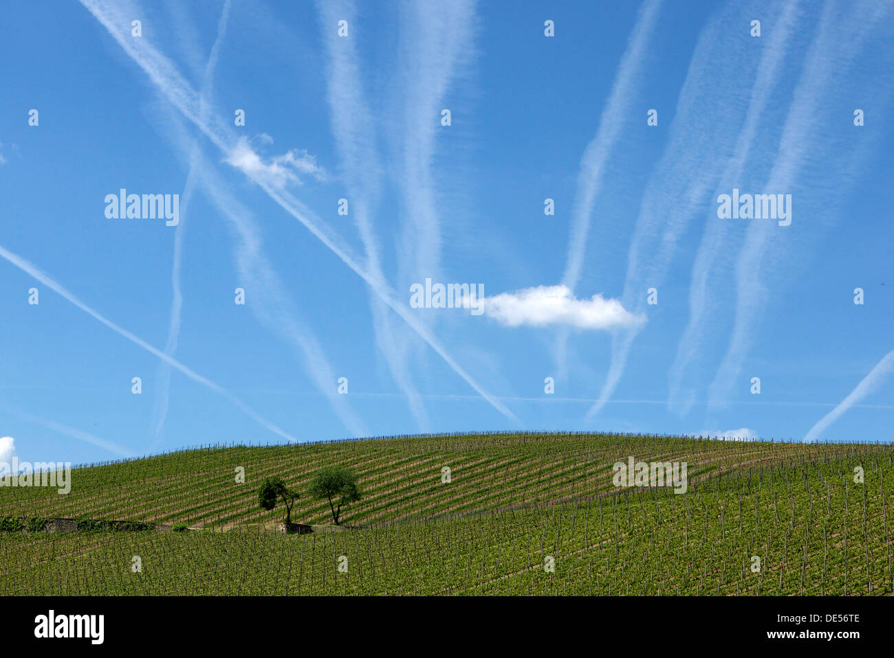 Trainées contre le ciel bleu au-dessus de la vigne dans la région viticole Rauenthal Rheingau,, district Rhin, Hesse Banque D'Images