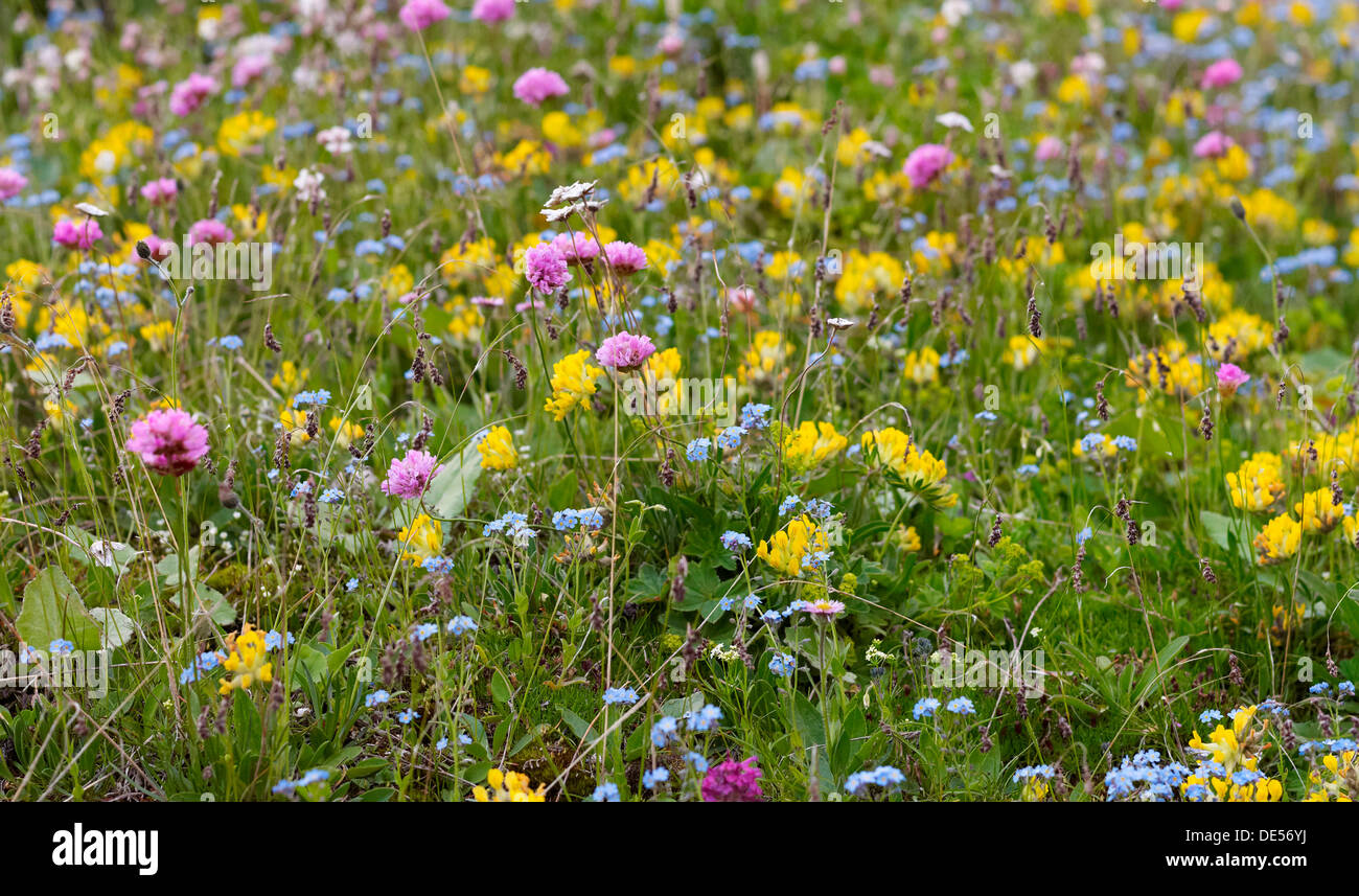 Pré de fleurs sauvages dans le Parc National Dolomiti di Sesto Sexten Dolomites, Hochpustertal, haut, Val Pusteria, le Tyrol du Sud Banque D'Images