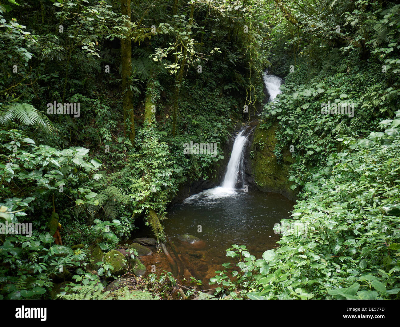 Chute d'eau dans la réserve de la Forêt Nuageuse de Monteverde, Reserva Biologica Bosque Nubosa Monteverde, Monteverde, Province de Guanacaste Banque D'Images