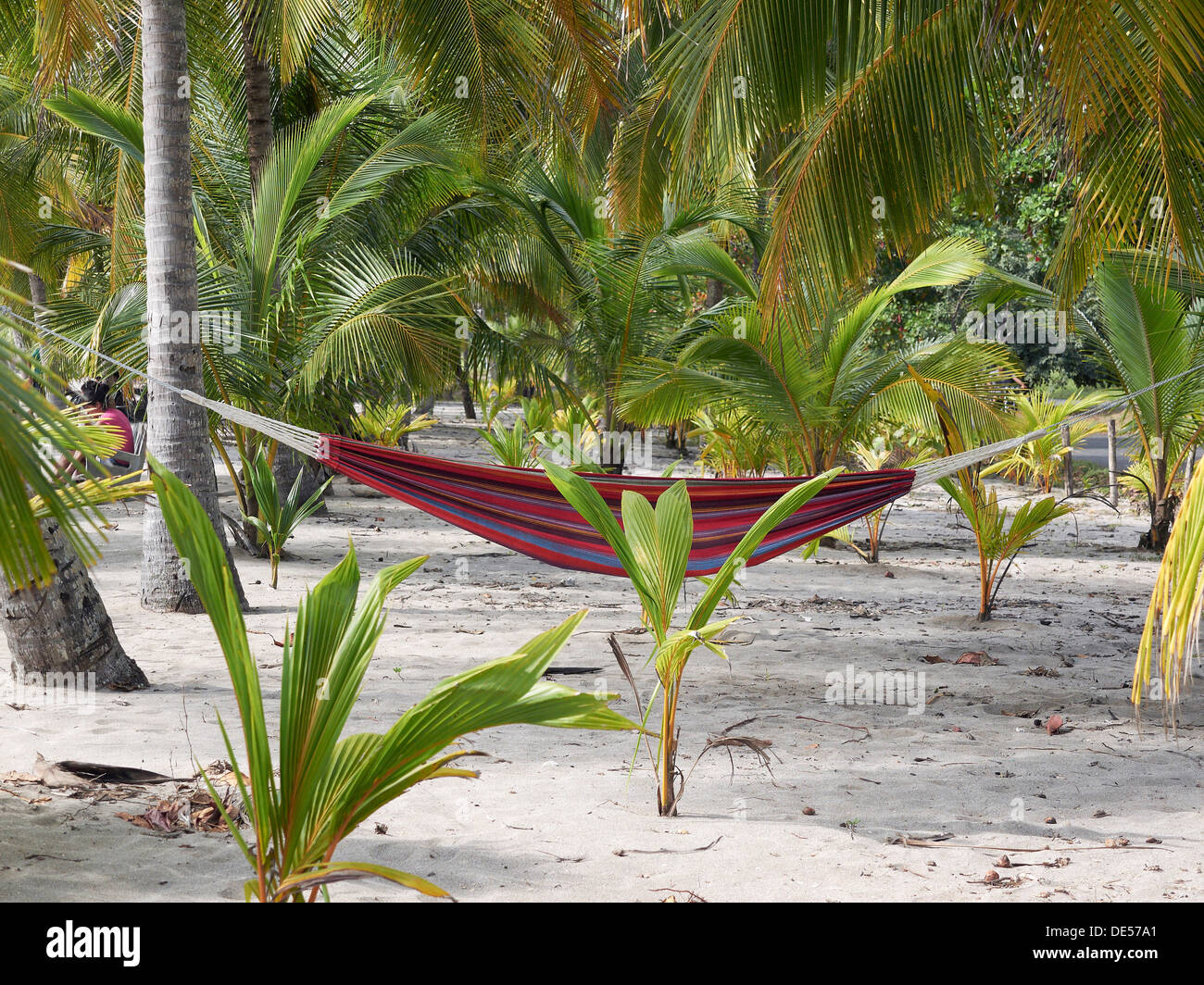 Hamac sous les palmiers, Playa Carryllo, Péninsule de Nicoya, Costa Rica, Amérique Centrale Banque D'Images