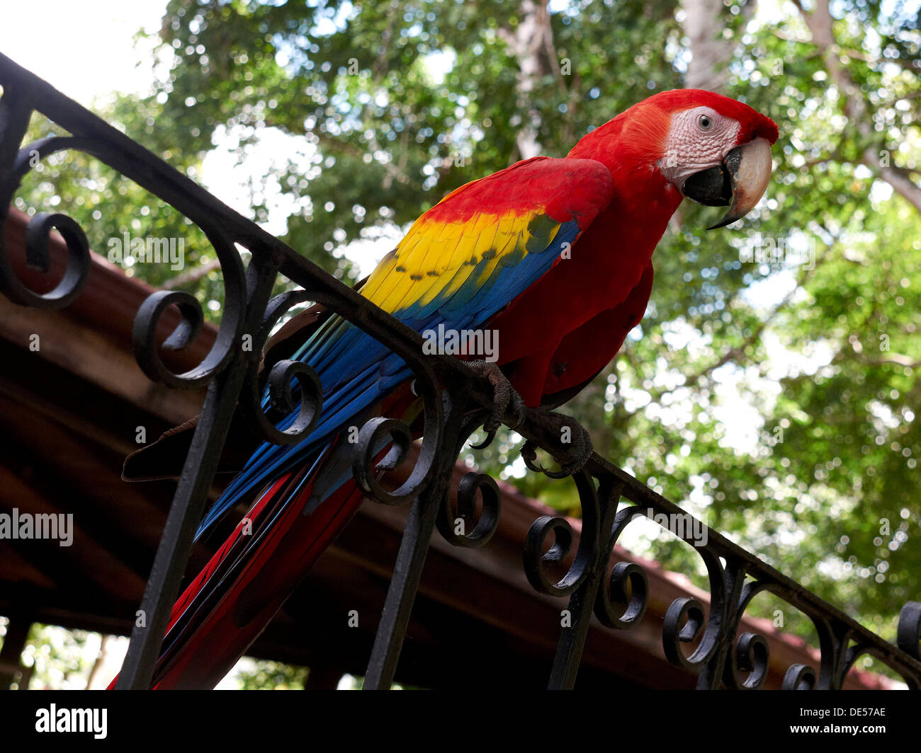 Ara rouge (Ara macao) perché sur un rail, Parc National Carara, Costa Rica, Amérique Centrale Banque D'Images