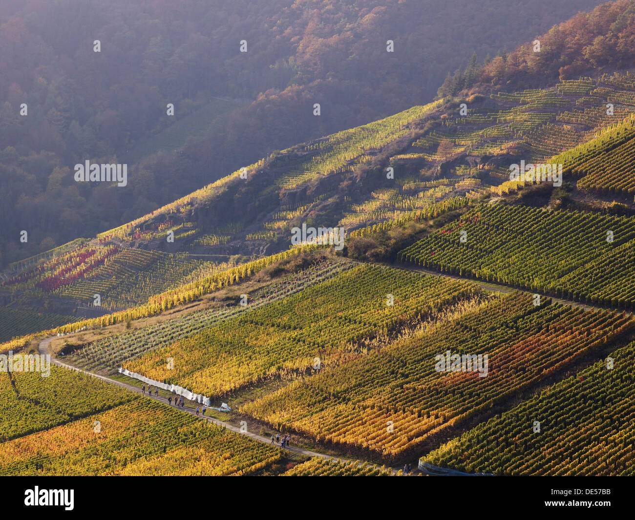 Vignes en automne, Mayschoß, Ahrtal, Eifel, Rhénanie-Palatinat, Allemagne Banque D'Images