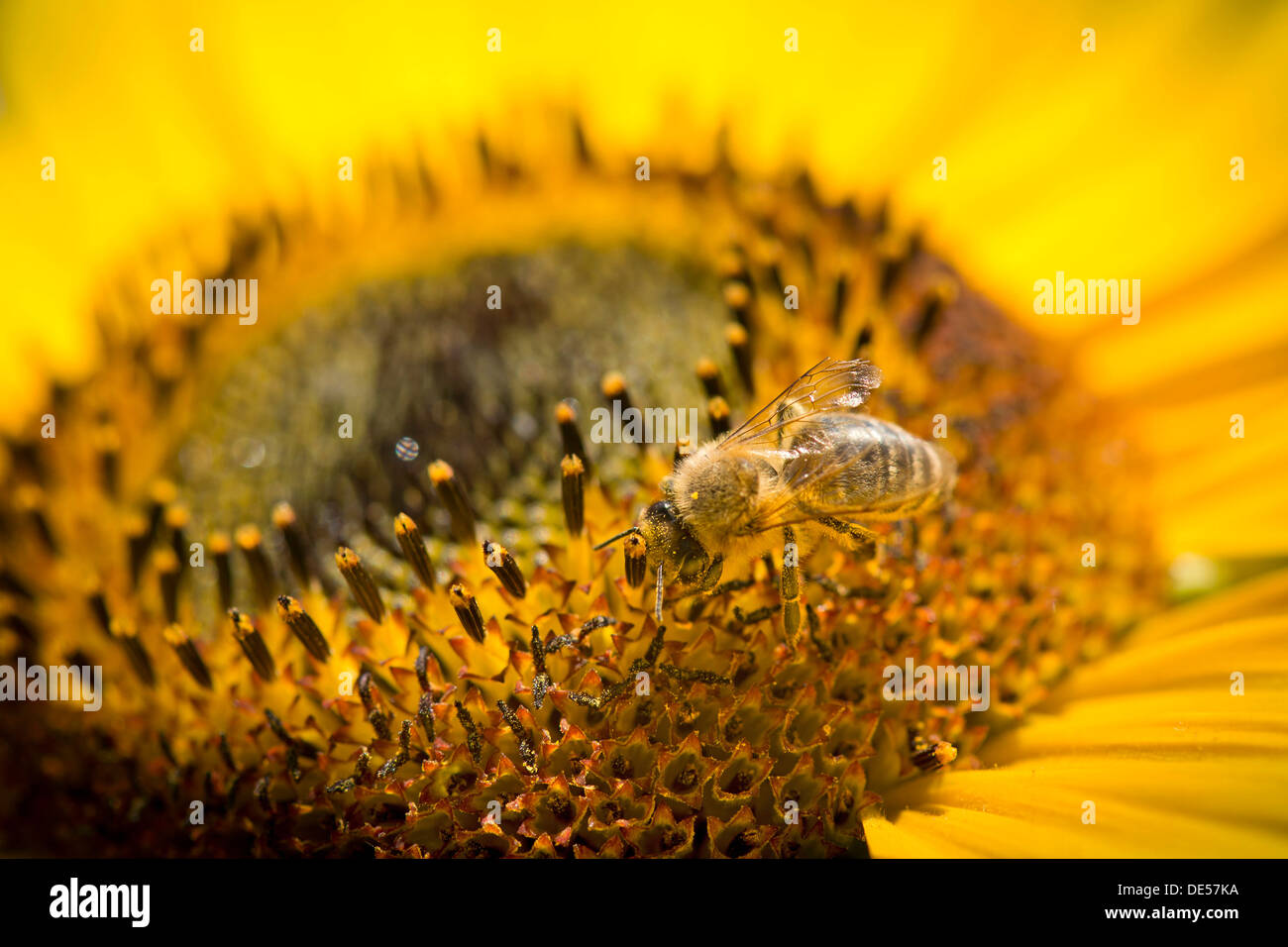 'Abeille à miel (Apis mellifera) perché sur un tournesol (Helianthus annuus), vue détaillée de l'oranger, Stuttgart Banque D'Images
