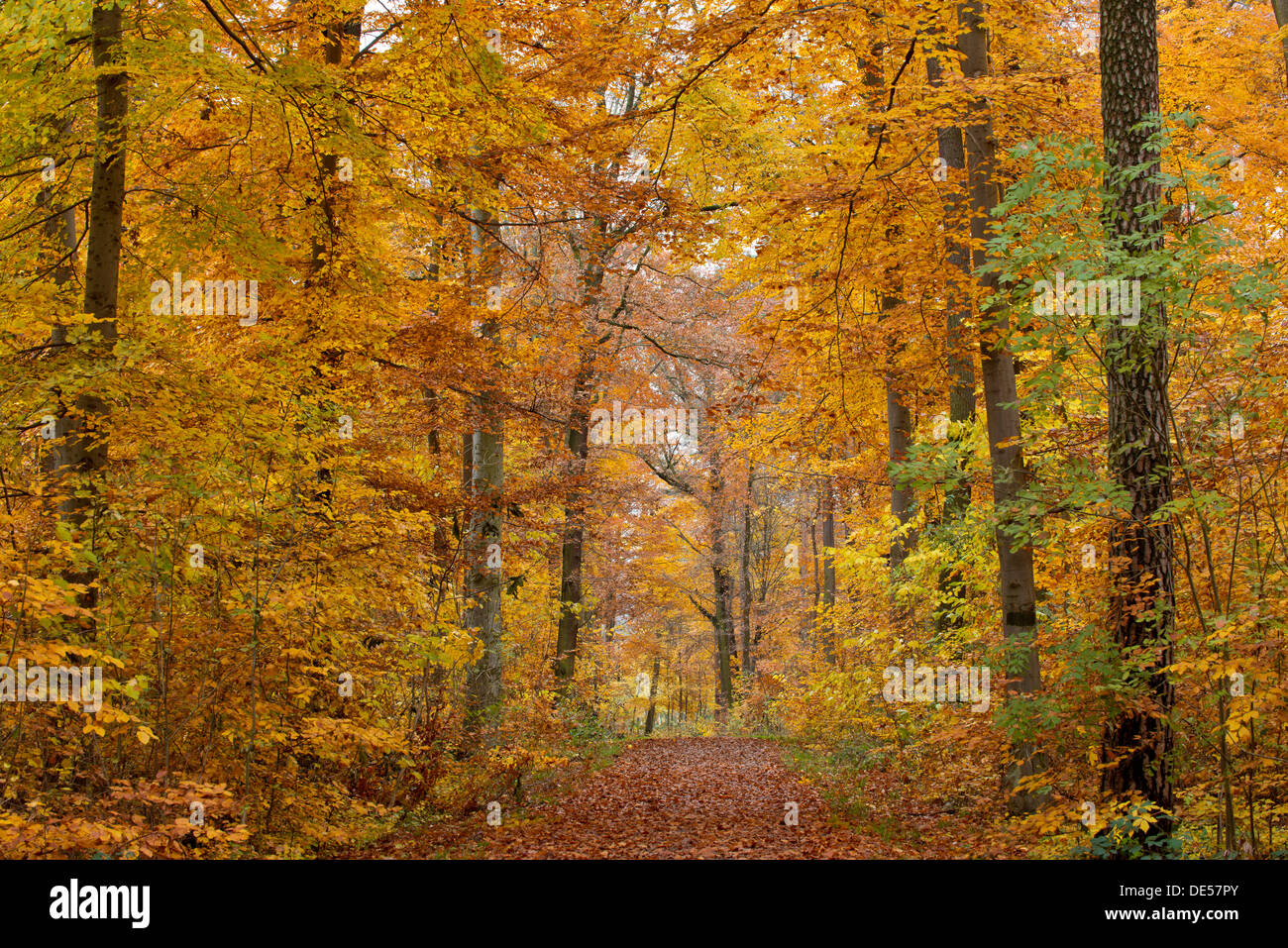 Sentier forestier au moyen d'une forêt d'automne, Stuttgart, Bade-Wurtemberg, Allemagne Banque D'Images