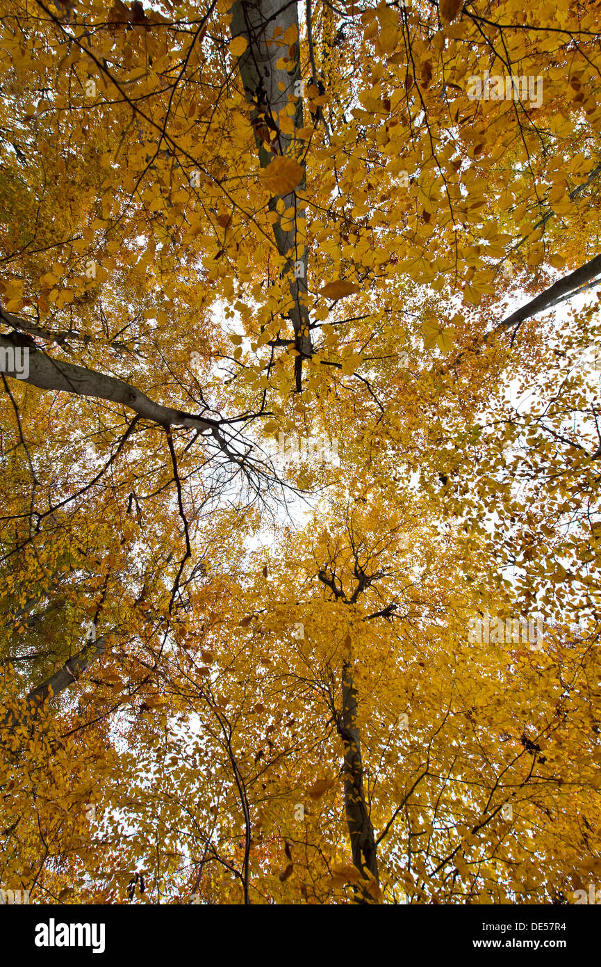 Cime des arbres dans une forêt d'automne, Stuttgart, Bade-Wurtemberg, Allemagne Banque D'Images