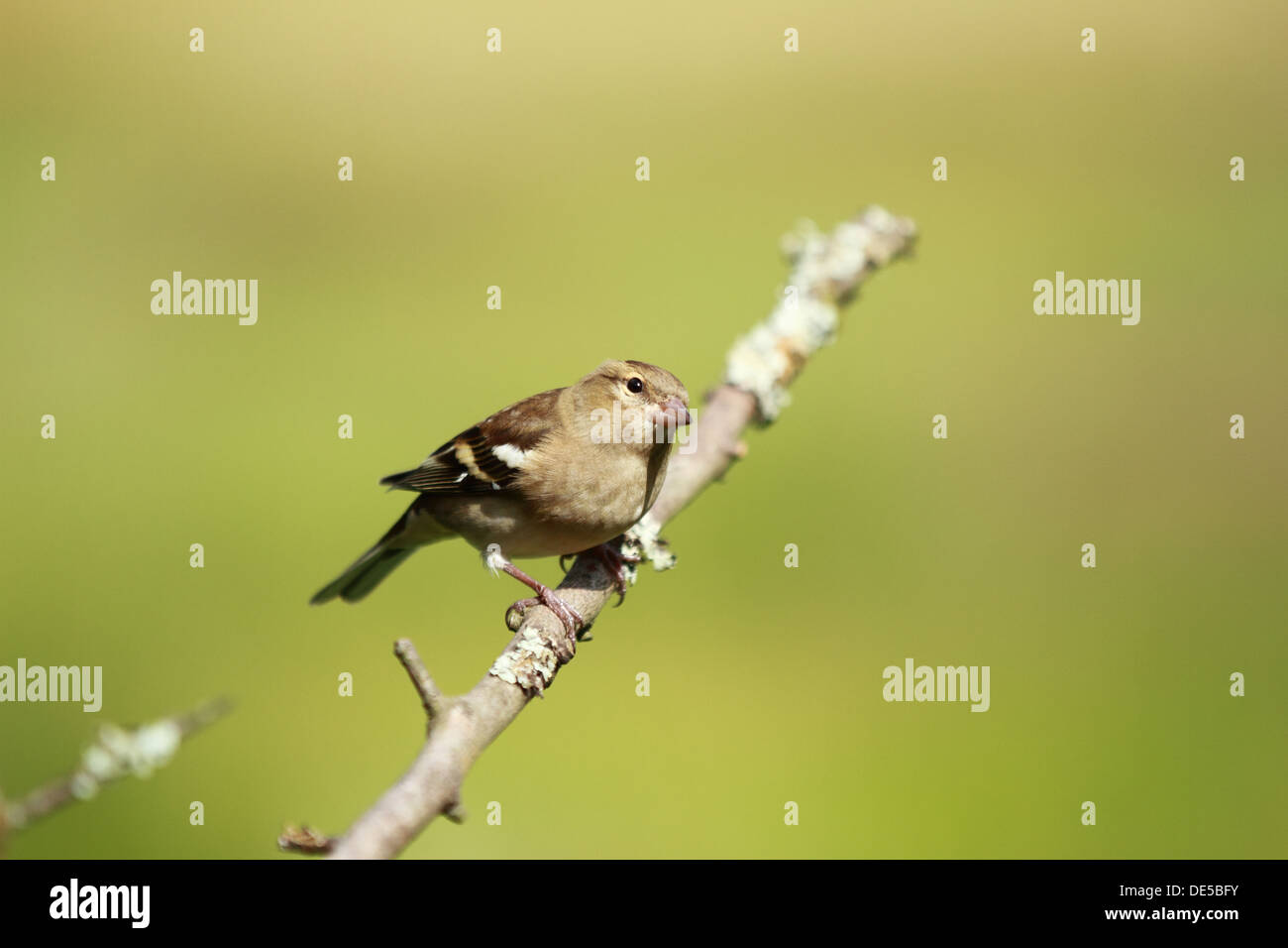 Perché (Fringilla coelebs Chaffinch femelle) avec arrière-plan flou de couleurs vert. Banque D'Images