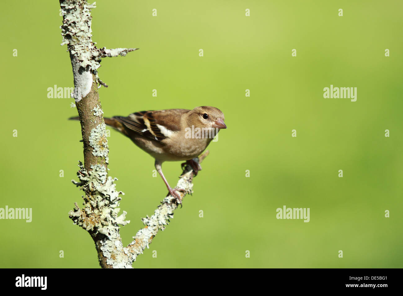 Perché (Fringilla coelebs Chaffinch femelle) avec arrière-plan flou de couleurs vert. Banque D'Images