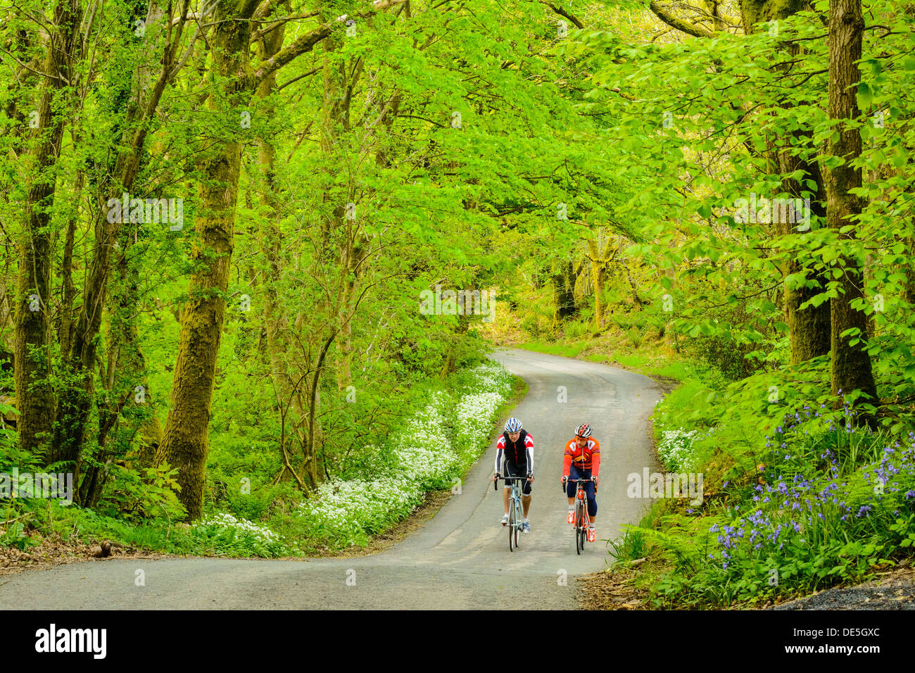 Les cyclistes sur un bois lane près de Broughton-in-Furness dans le Lake District Banque D'Images