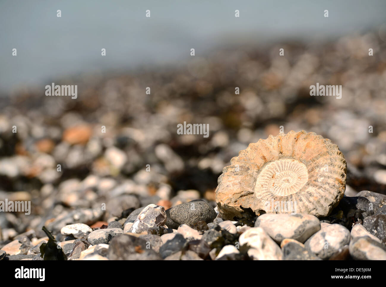 Fossiles Ammonite sur plage à Urrugne, Sept Soeurs, East Sussex Banque D'Images