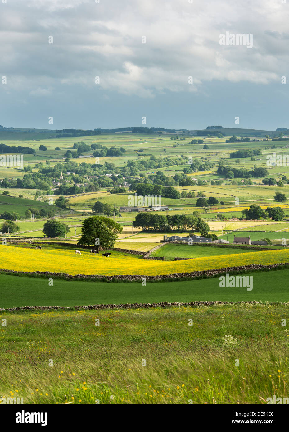 Une vue sur le champs renoncule de Monyash, parc national de Peak District, Derbyshire. England UK Banque D'Images