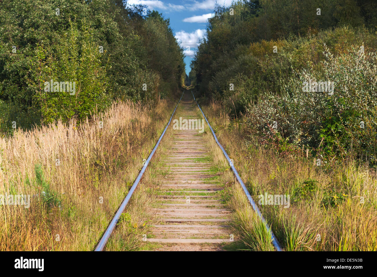 Longue ligne droite vue de fer dans la forêt Banque D'Images