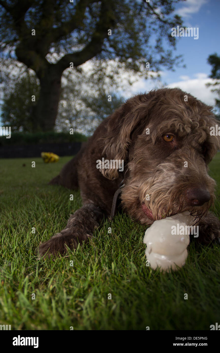 Chien jouant avec l'os en caoutchouc sur un jour d'été Banque D'Images