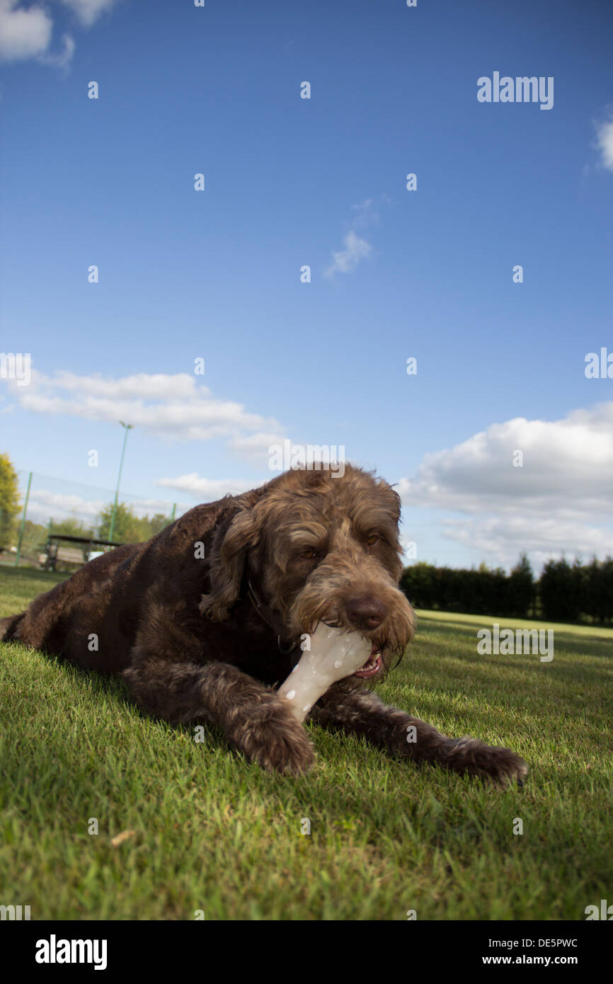 Chien jouant avec l'os en caoutchouc sur un jour d'été Banque D'Images