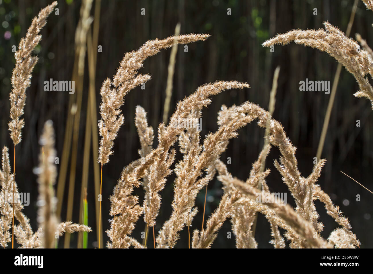 Petit bois-reed Banque D'Images