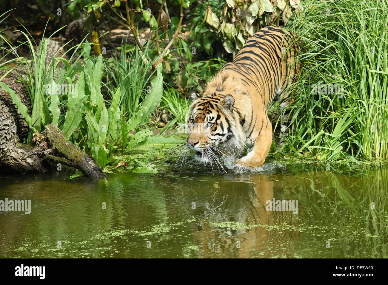 Jae Jae, le tigre de Sumatra s'échappe la chaleur de piscine sur mesure au ZSL Zoo de Londres le 23 juillet 2013 à Londres, en Angleterre. Banque D'Images